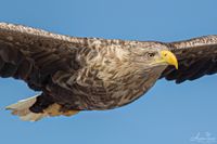 Seeadler 